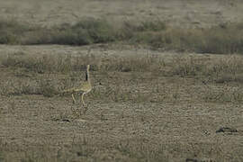 Macqueen's Bustard