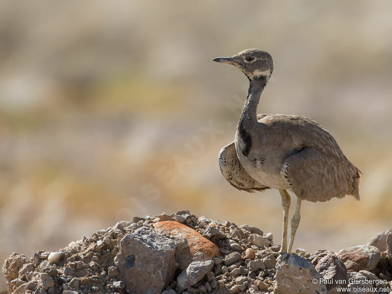 Rüppell's Korhaanadult