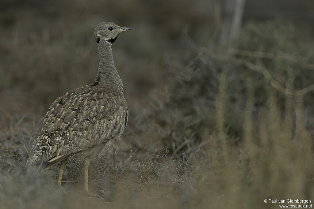 Karoo Korhaanadult