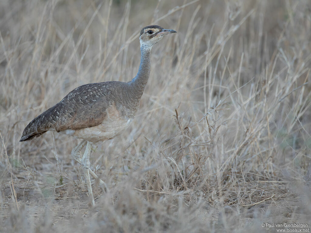 White-bellied Bustard female adult