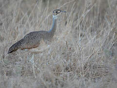 White-bellied Bustard