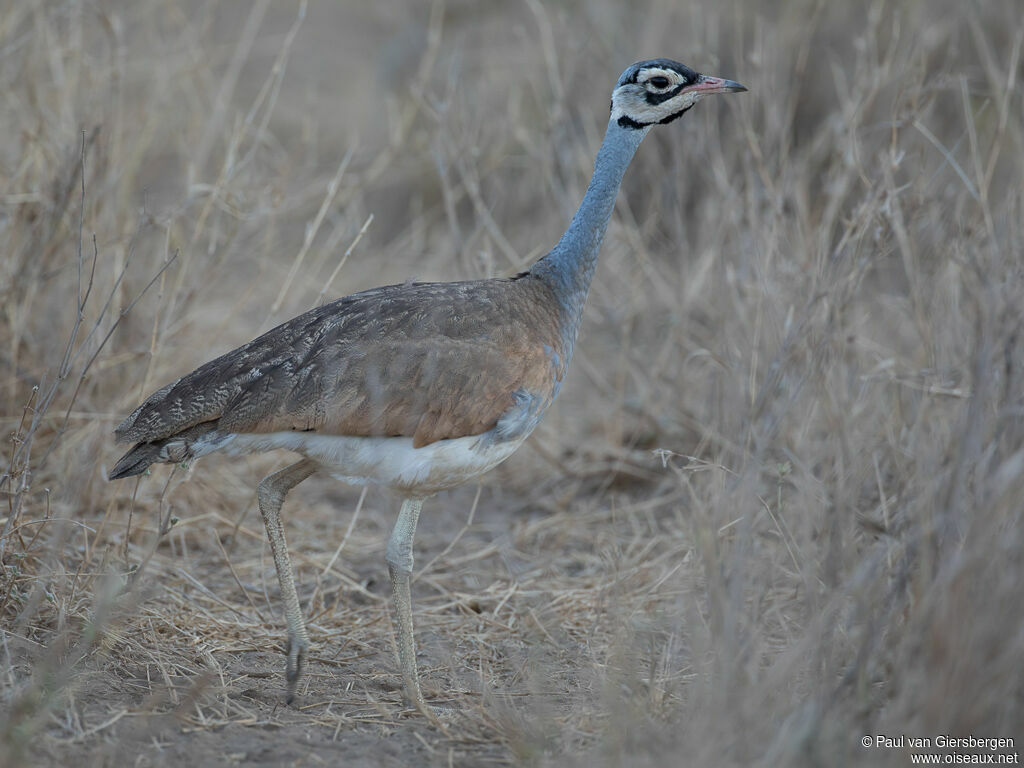 Outarde du Sénégal mâle adulte