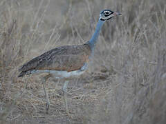 White-bellied Bustard