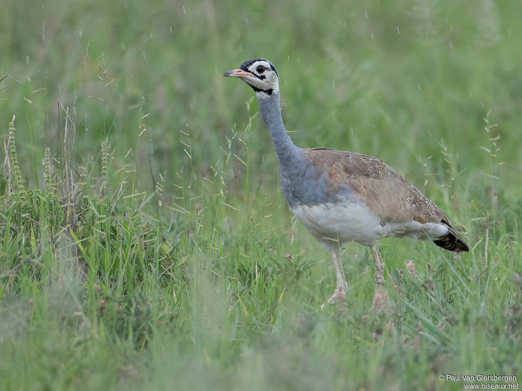 White-bellied Bustard male adult