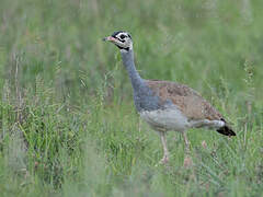 White-bellied Bustard