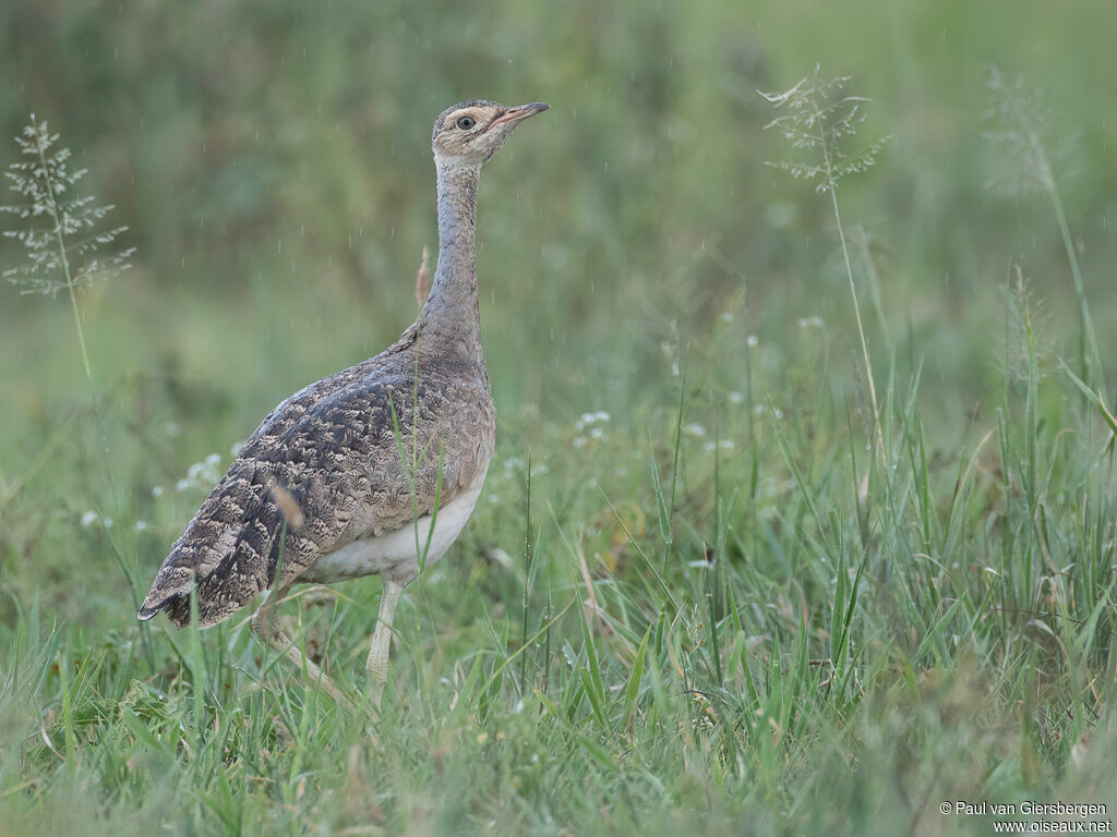 White-bellied Bustard female adult