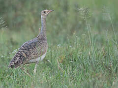 White-bellied Bustard