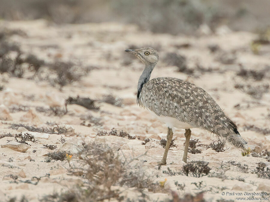 Houbara Bustardadult