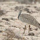 Outarde houbara
