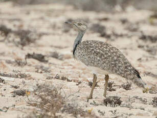 Outarde houbara