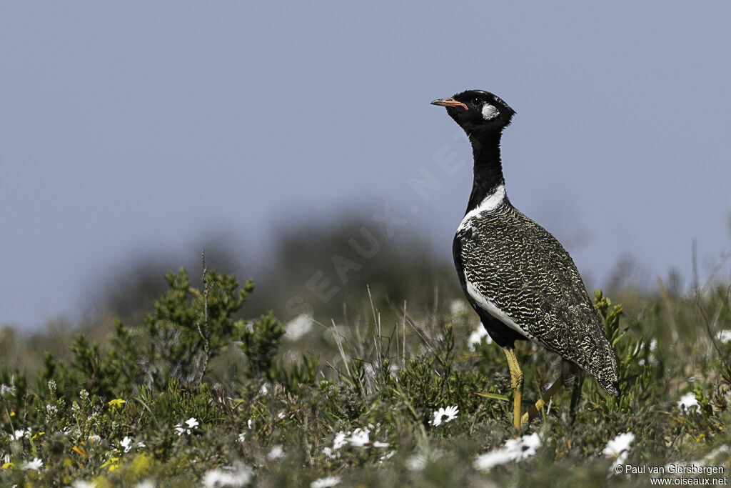 Southern Black Korhaan male adult