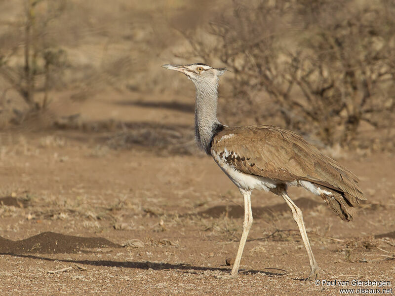 Kori Bustard