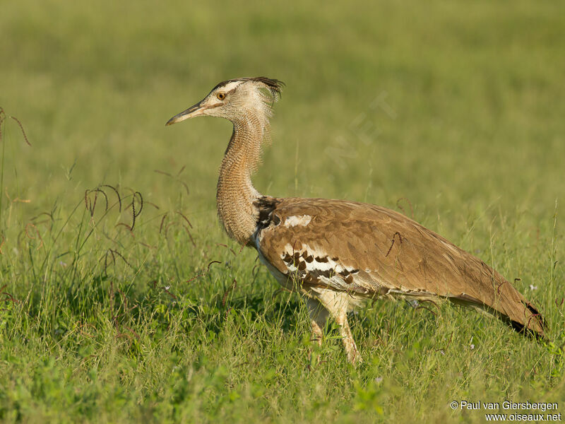 Kori Bustard