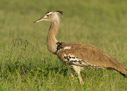 Kori Bustard