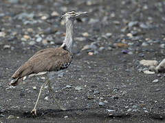 Kori Bustard