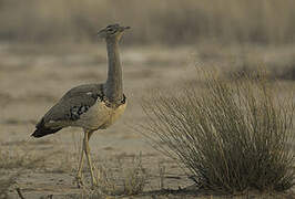 Kori Bustard