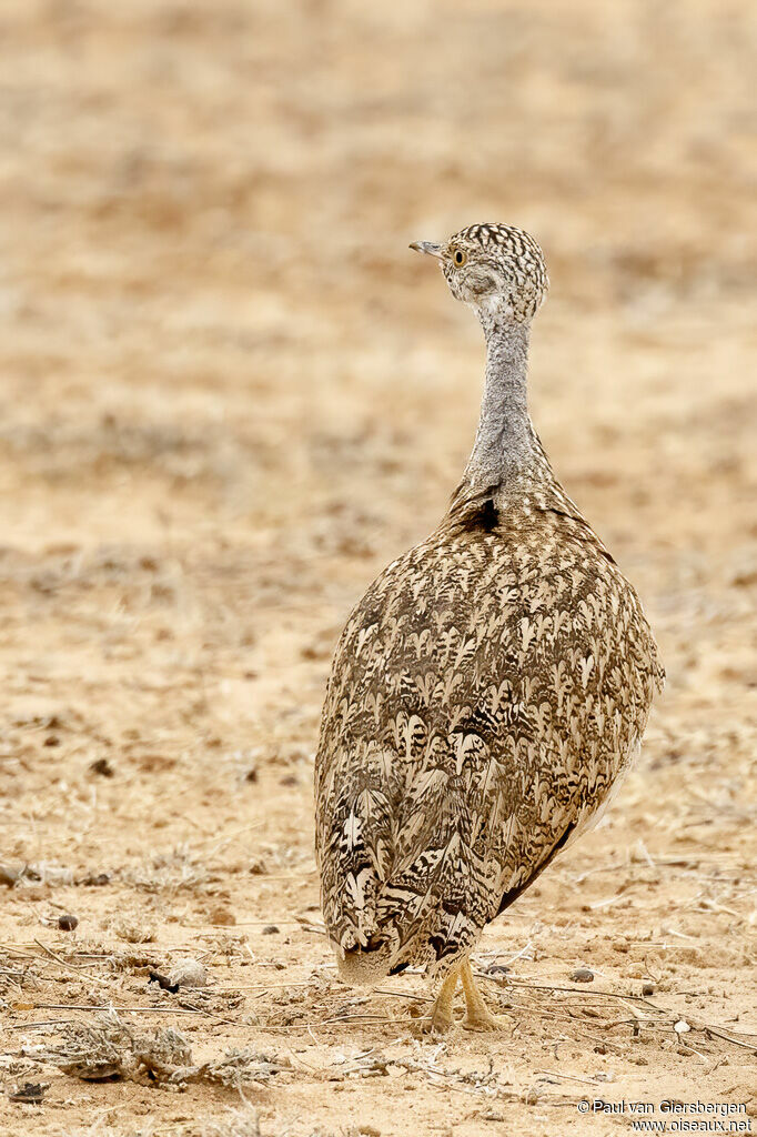Little Brown Bustard