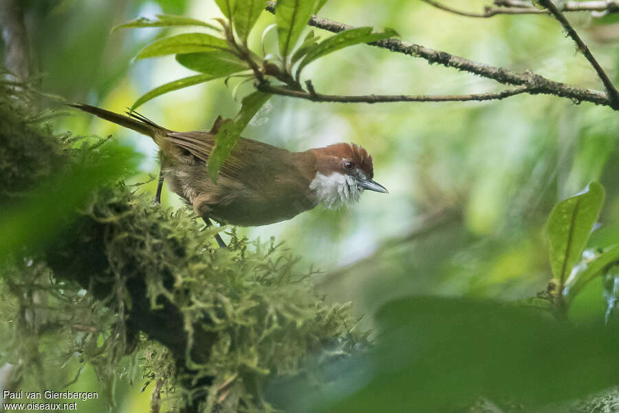 White-throated Oxylabesadult