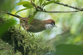 White-throated Oxylabes