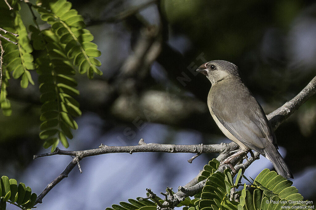 Java Sparrowimmature