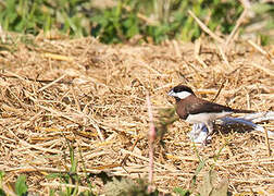 Timor Sparrow