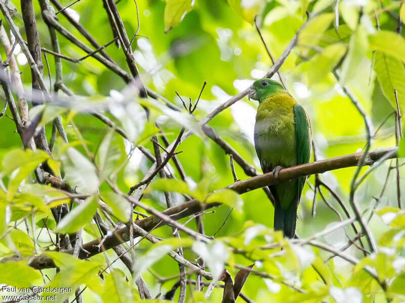 Palette de Cassin femelle, identification