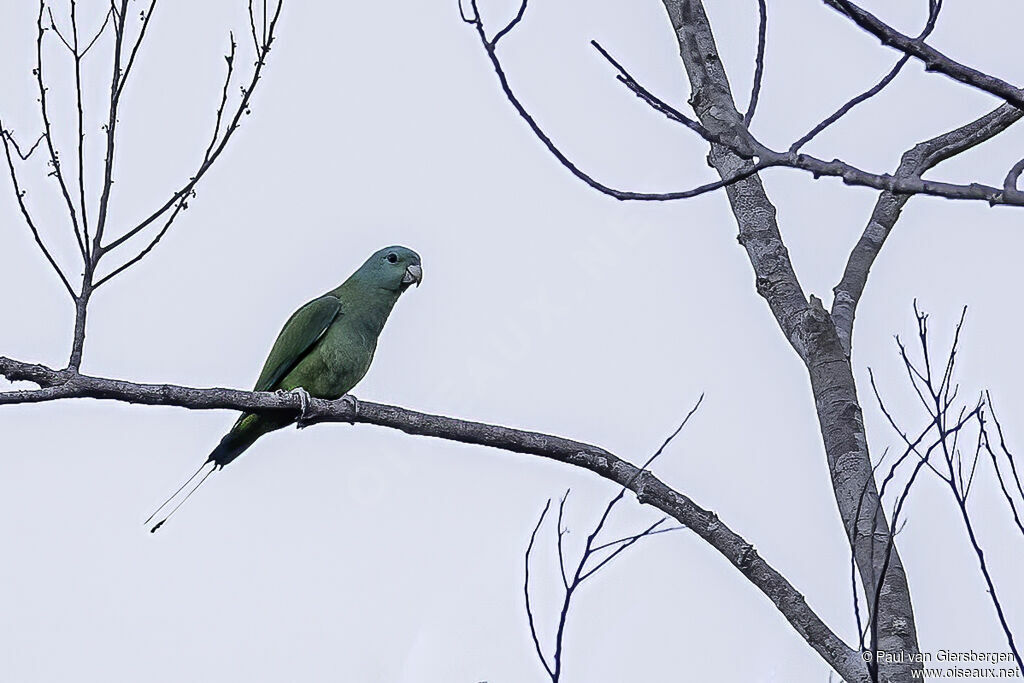 Blue-headed Racket-tail male adult