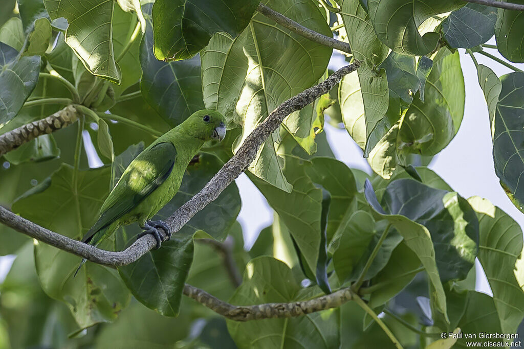 Green Racket-tailadult