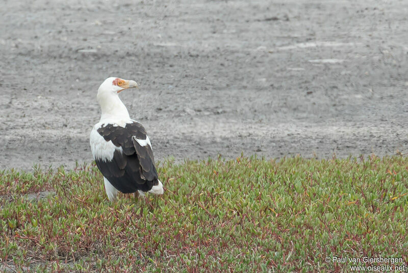 Palm-nut Vulture