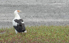 Palm-nut Vulture