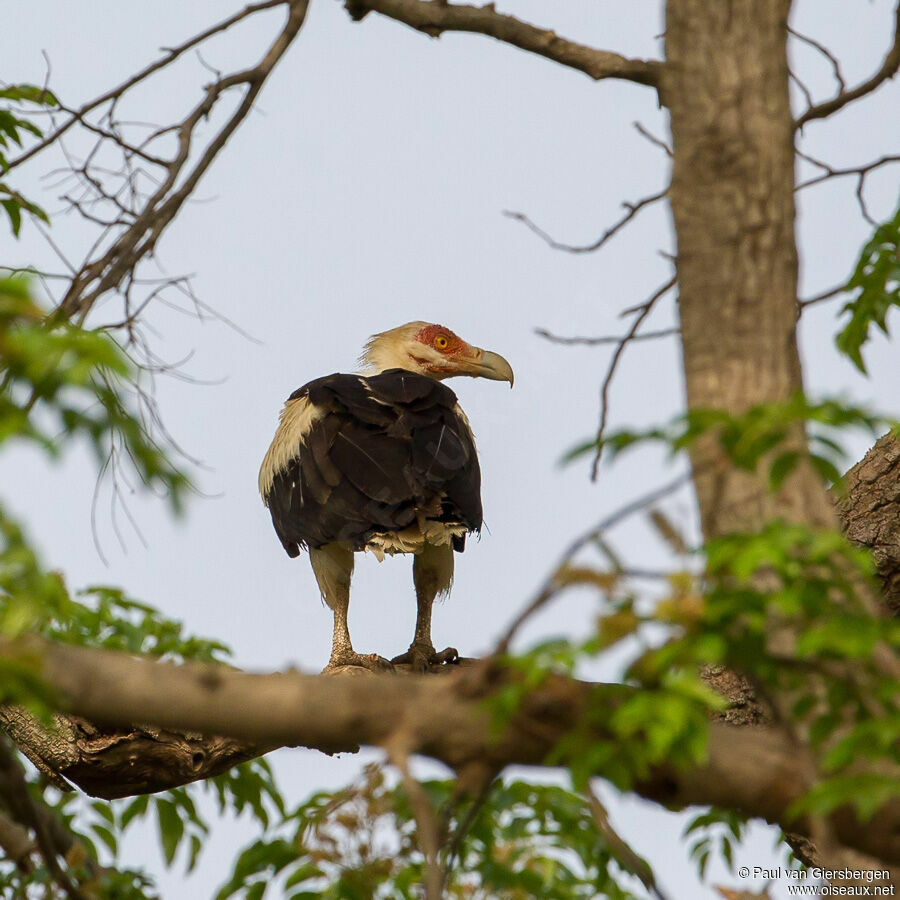 Palm-nut Vulture