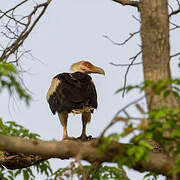 Palm-nut Vulture