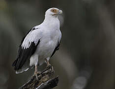 Palm-nut Vulture