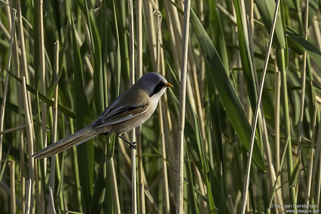 Bearded Reedlingadult