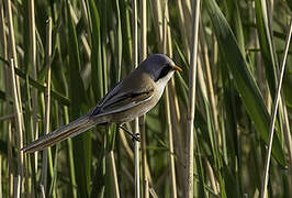 Bearded Reedling