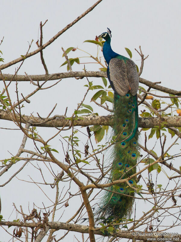 Indian Peafowl male adult