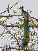 Indian Peafowl