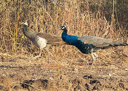 Indian Peafowl