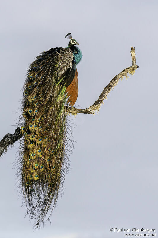 Indian Peafowl male adult
