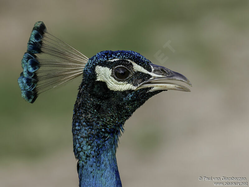 Paon bleu mâle adulte