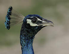 Indian Peafowl