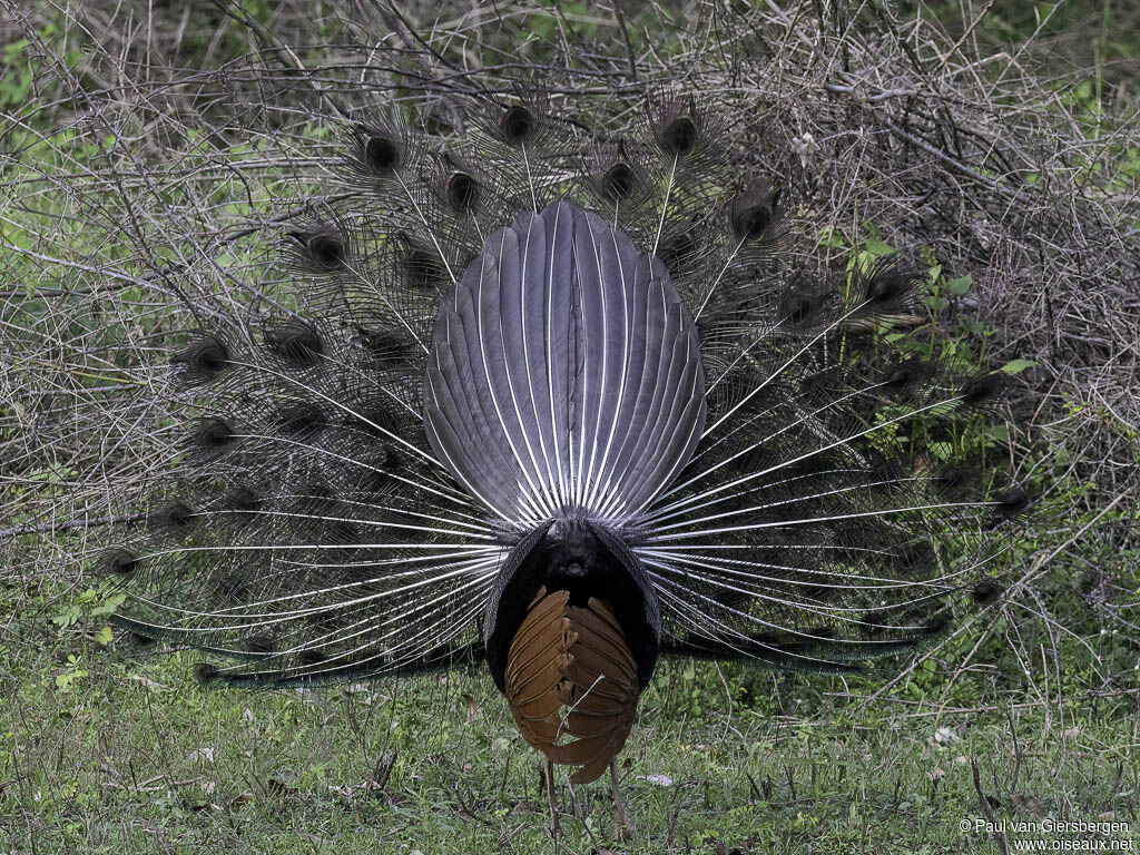 Indian Peafowl male adult