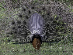 Indian Peafowl