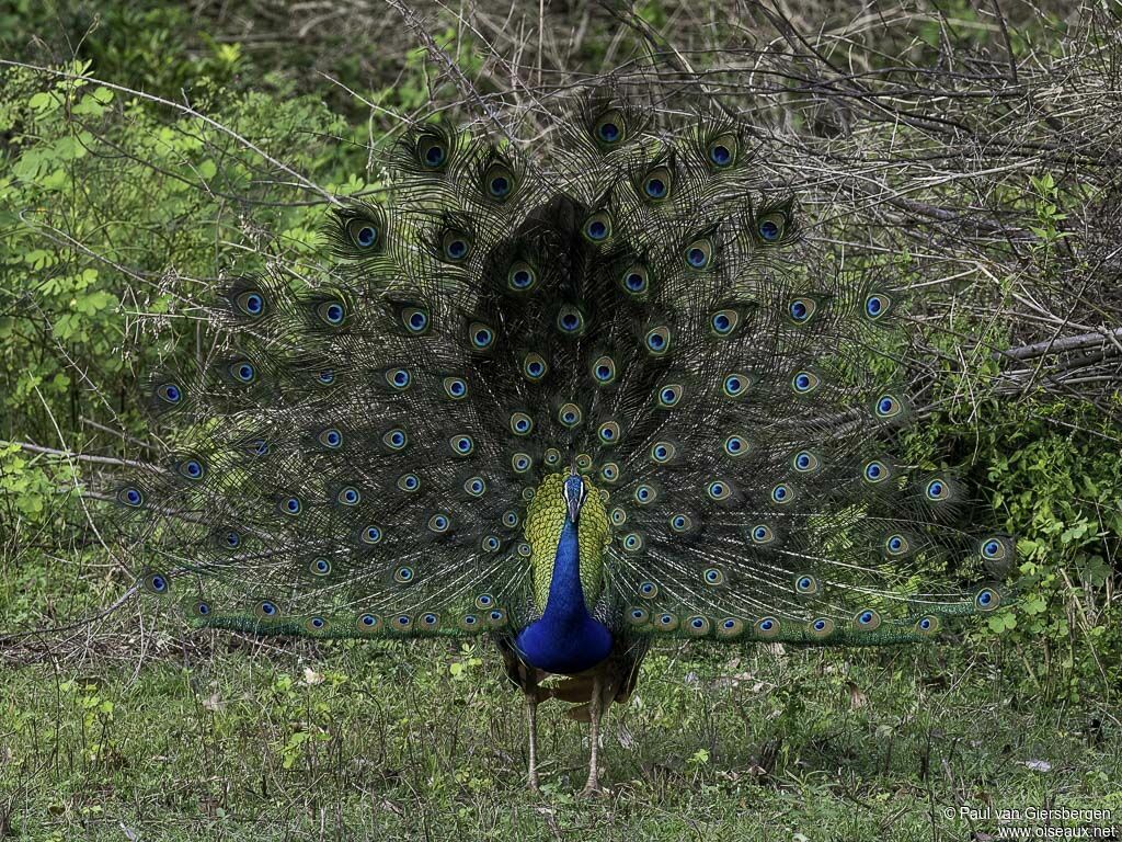 Indian Peafowl male adult