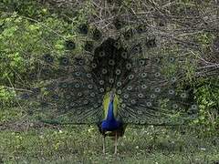 Indian Peafowl