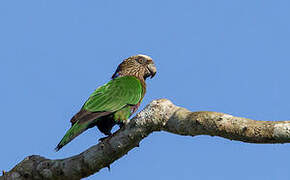 Red-fan Parrot