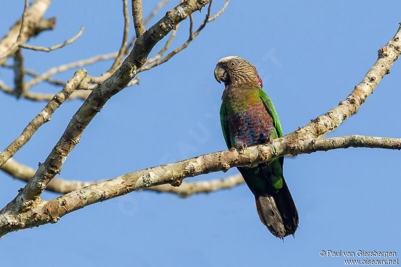 Red-fan Parrot