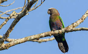 Red-fan Parrot