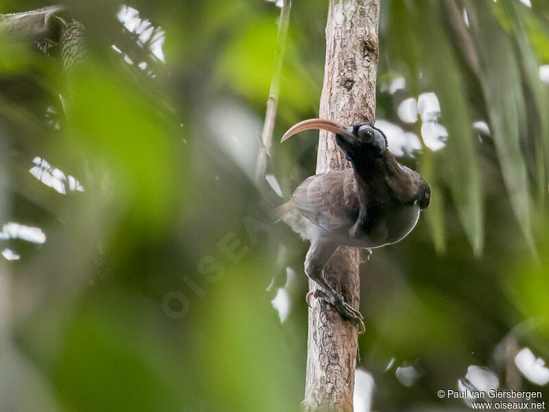 Pale-billed Sicklebill