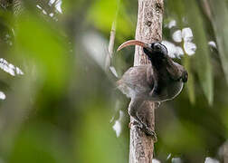 Pale-billed Sicklebill